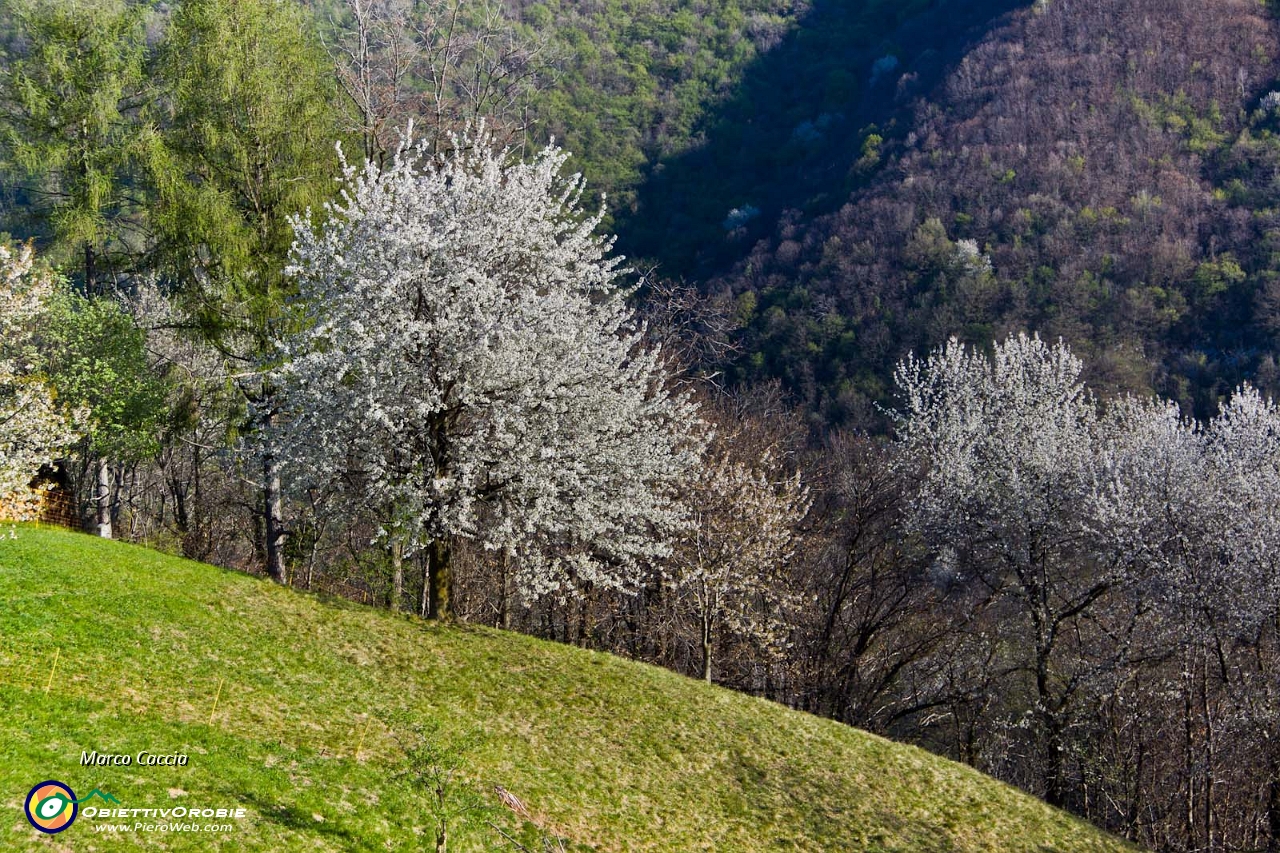 Canto Alto-Prati parini-Gionc.JPG